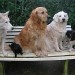 Banc de jardin avec quatre chiens de races différentes assis dessus. Les chiens sont d'âge et de taille variés. Le banc est blanc et est entouré de lierre