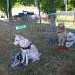 chiens visiteurs - Mala et Bakou, Pomme et Plume , en cage pour mieux se reposer
