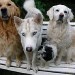 Quatre chiens de races différentes sont assis sur une banquette blanche en extérieur. Deux Golden Retriever, un Husky sibérien et un chien de petite taille