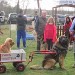 Chien visiteur département de la Gironde