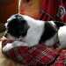 un chien visiteur, croisé yorkshire-bichon, sur un coussin rouge