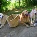 Les quatre chiens de races différentes sont allongés, près d’un panier, sur un chemin de terre. Ils sont relaxés et  entourés de végétation et d'arbres
