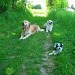 Sur un petit chemin en herbe, trois chiens, deux Golden Retrievers et un petit chien de couleur noire et blanche , se détendent paisiblement à l'ombre ....