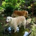 Deux chiennes Golden retriever, prennent du plaisir à se rafraîchir dans un bassin peu profond rempli d'eau dans un jardin avec beaucoup de végétation. 