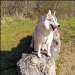 chien visiteur, siberian husky, sur un rocher