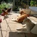 Sur une terrasse, un golden retriever et un husky se reposent au soleil couchés au sol, à côté de trois poules . L'atmosphère est paisible et ensoleillée