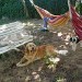 Des chiens et des personnes, dans des hamacs, se reposent dans un jardin. Des chiens dorment sur une banquette, d'autres se reposent sur le sol en terre