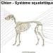 Système squelettique du chien, vue latérale gauche