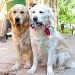  2 chiens de race Golden Retriever, assis sur une terrasse, l'un de couleur beige clair et l'autre blanc. Le chien blanc tient une corde coloré dans sa gueule.
