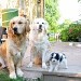 3 chiens, 2 de race Golden Retriever, assis sur une terrasse, l'un de couleur beige clair et l'autre blanc. Et un troisième chien croisé Yorkshire/bichon