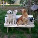 4 chiens sur un banc. Un Golden Retriever crème, un Husky de couleur beige-gris, un Golden Retriever fauve orangé, un petit chien, de couleur noire et blanche