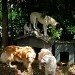 Plusieurs chiens, curieux et décontractés, sont rassemblés autour de grandes niches, sous un couvert végétal dense, avec des arbres et du chèvrefeuille
