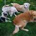 4 chiens visiteurs dans l'herbe : 1 husky sibérien, 1 croisé yorkshire-bichon et 2 golden retriever