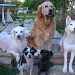 5 chiens visiteurs sur des escaliers d'une terrasse : 2 golden, 1 husky sibérien, 1 croisé yorkshire-bichon, et 1 croisé yorkshire-chihuahua 