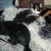 deux chiens visiteurs croisé yorkshire-chihuahua et croisé yorkshire-bichon dorment sur un coussin avec un chat