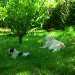 3 chiens visiteurs (1 croisé yorkshire-bichon et 2 Golden) dans l'herbe avec 2 poules