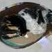 un chien visiteur, croisé yorkshire-bichon, dort dans un panier avec un chat