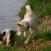 un chien visiteur, croisé yorkshire-bichon et un chien visiteur Husky sibérien en bord de Saône