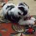 un chiot croisé yorkshire-bichon, futur chien visiteur, joue sur un tapis