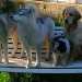 5 chiens visiteurs sur un banc exterieur : 2 husky sibérien, 1 croisé yorkshire-bichon, 1 golden et 1 croisé yorkshire-chihuahua 