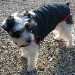 un chien visiteur, croisé yorkshire-bichon avec un manteau