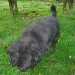 Lily chien visiteur croisée Yorkshire-chihuahua noir avant toilettage