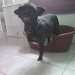 Lily chien visiteur croisée Yorkshire-chihuahua noir après toilettage