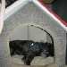 cchien visiteur croisée Yorkshire-chihuahua noir  dans sa niche d'intérieur