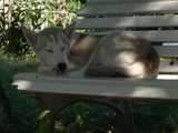 siberian-husky dort sur un banc 1008