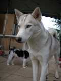 siberian-husky  et petit chien 1101