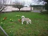 siberian-husky au jardin suivie par les poules 1801