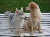 2 chiennes sur un banc 181129