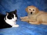 Le chiot Mala et le chat Filou le 30/03/2005