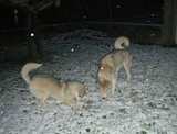 chiennes sibérian husky qui jouent dans la neige