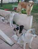 5 chiens sur une terrasse