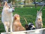 5 chiens sur un banc de dos