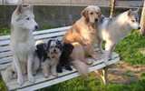 5 chiens visiteurs sur un banc