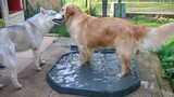 2 chiens qui jouent à l'eau