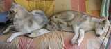 2 chiens siberian Husky sur un canapé