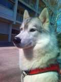 tête d'un chien visiteur de race siberian husky