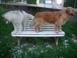 siberian husky et golden retriever sur un banc contemplent la mue d'un autre husky