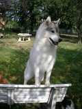 chien visiteur husky sur un banc
