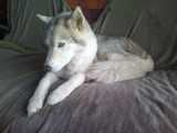Une femelle  husky sibérian couchée sur un canapé