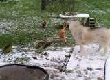 trois chiens dans la neige