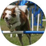 annuaire chien, Sport canin ardechois