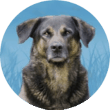 annuaire chien, logo Educ Dog