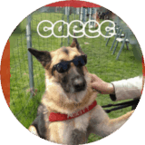 annuaire chien, logo du Club education agility esprit canin houdain lez bavay
