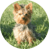 annuaire chien, logo du Centre d'Education Canine de Montélimar