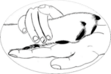 annuaire chien, logo de l'associatio PAT'A PATTE