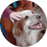 annuaire chien, logo des chiens visiteurs de Terres de Caux
